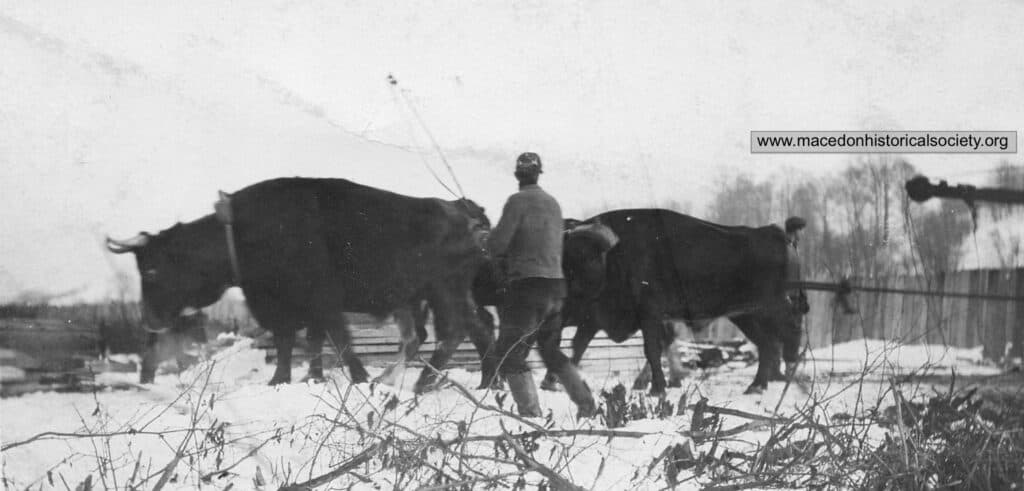 Teams of oxen owned by local farmers were hired to help with the construction work.