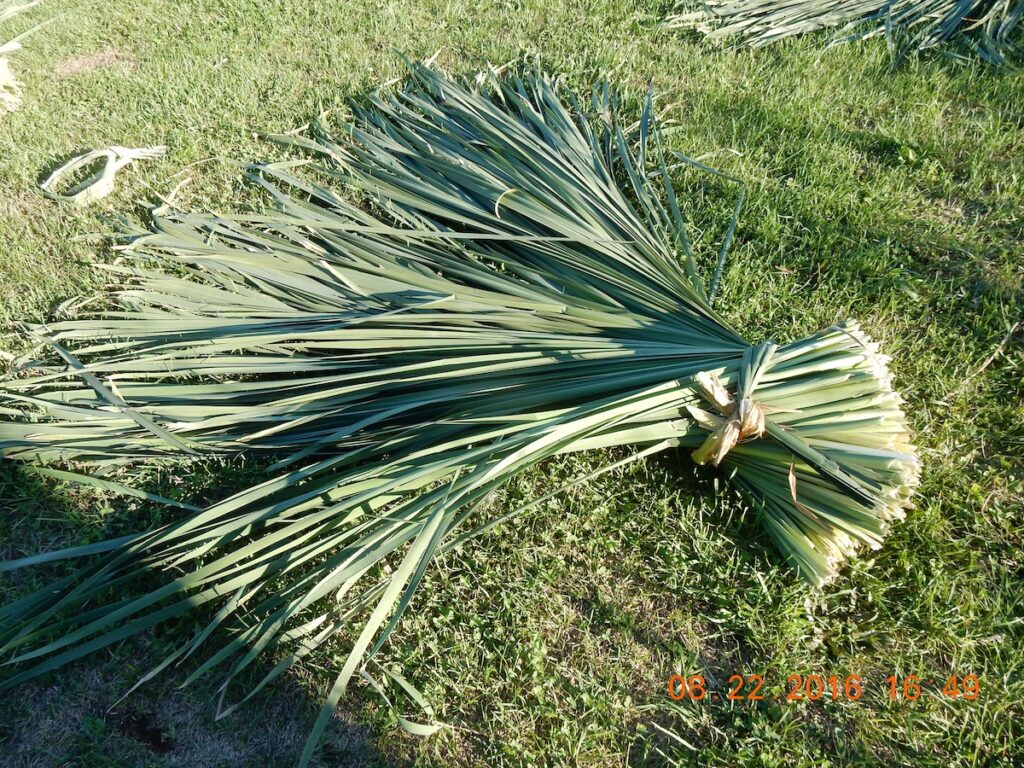 Rush is cut by hand and bundled in a swamp and then transported to the farm.