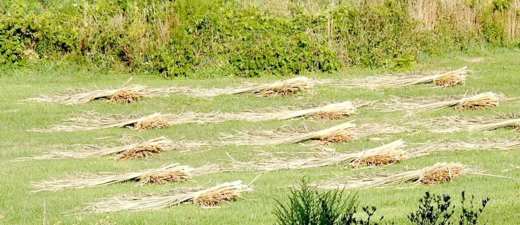 The bundles are laid out in the sun to start drying.